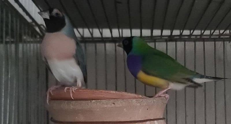 Lady Gouldian finch 7