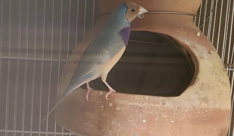 Lady Gouldian finch 9