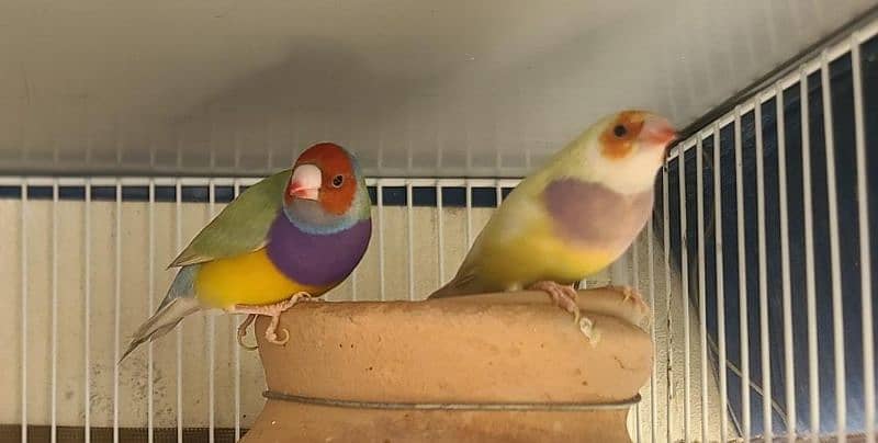 Lady Gouldian finch 10