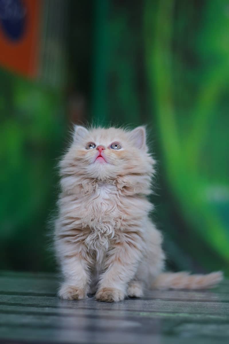 Persian | Cat | Tripple Coat | Fluffy | Small Kittens | Ginger Colour 10