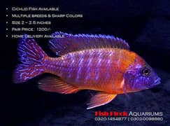 CICHLID FISH AVAILABLE