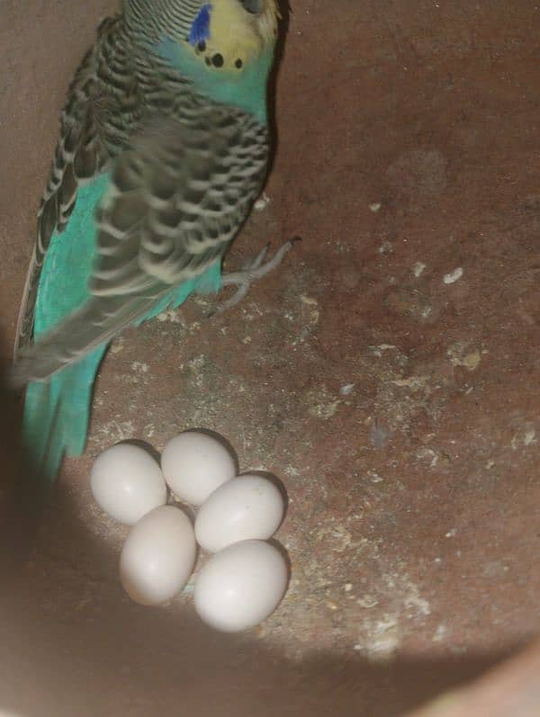 Australian parrot with 5 eggs 0