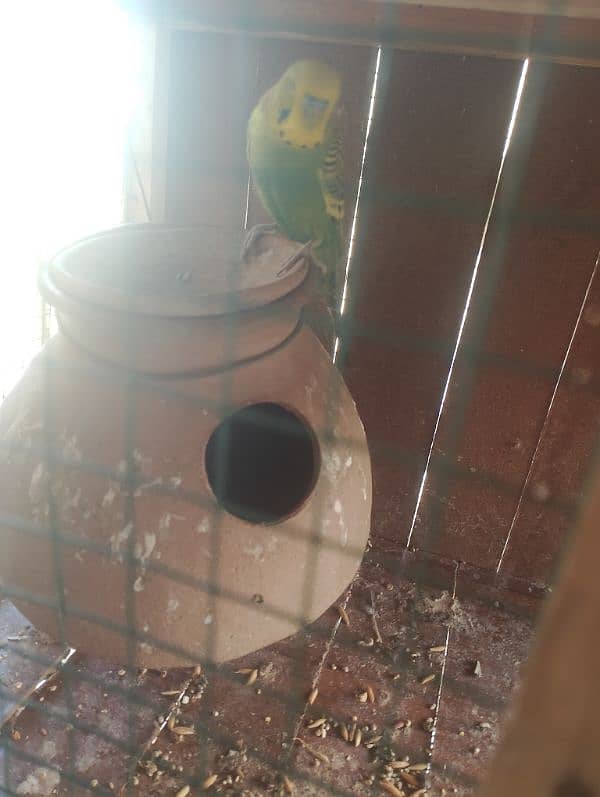 Australian parrot with 5 eggs 1