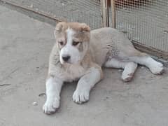 Imported  Central Asian shepherd puppies available for booking