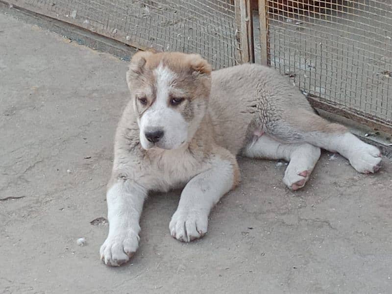 Imported  Central Asian shepherd puppies available for booking 0