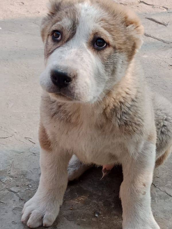 Imported  Central Asian shepherd puppies available for booking 1