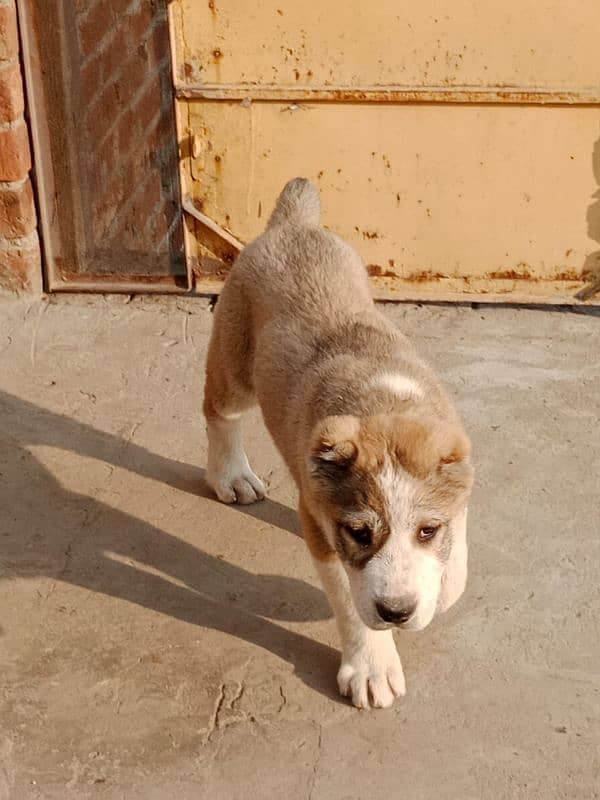 Imported  Central Asian shepherd puppies available for booking 2