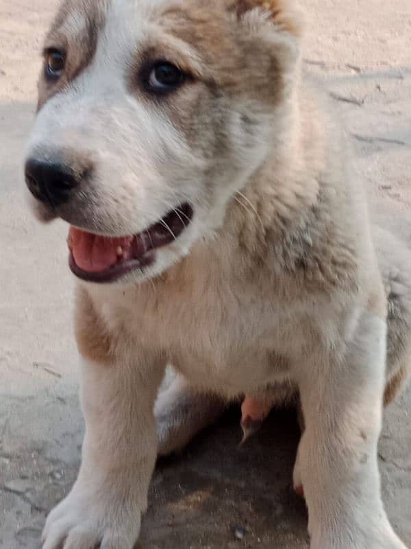 Imported  Central Asian shepherd puppies available for booking 3