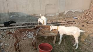 Faisal goat farm