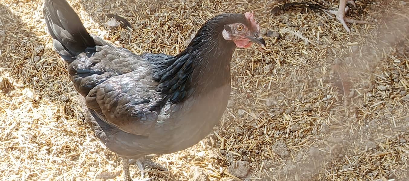 Egg Starter Hen for sale 0