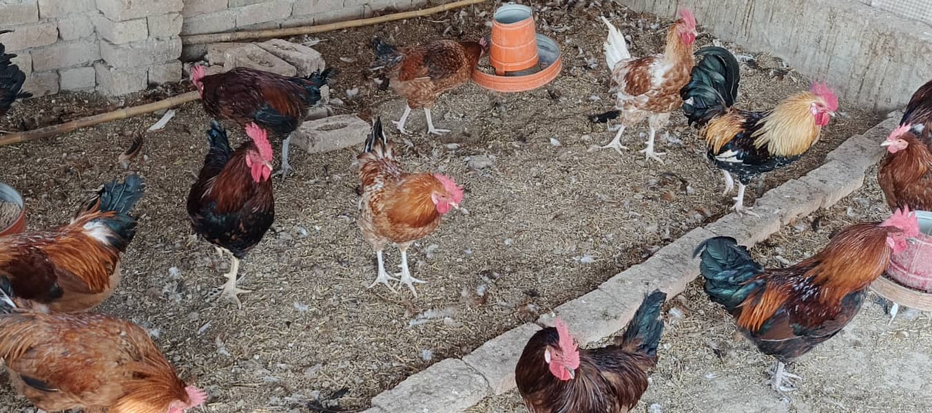 Egg Starter Hen for sale 1