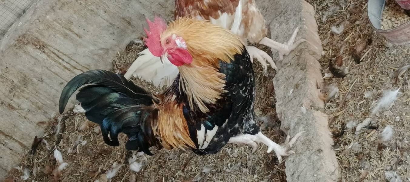 Egg Starter Hen for sale 2