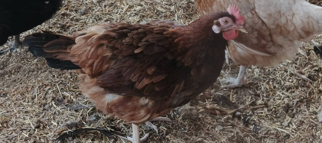 Egg Starter Hen for sale 3