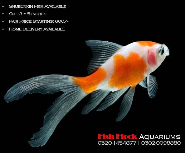 SHUBUNKIN FISH AVAILABLE 0