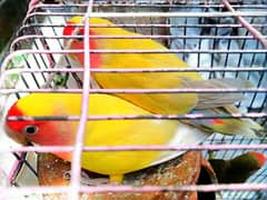 3 BEAUTIFUL RED EYE LOVE BIRD // BREEDER