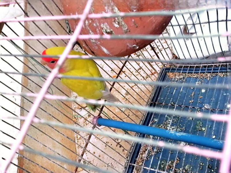 3 BEAUTIFUL RED EYE LOVE BIRD // BREEDER 1