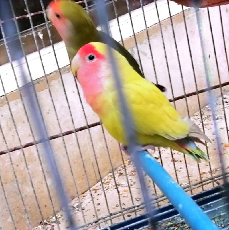 3 BEAUTIFUL RED EYE LOVE BIRD // BREEDER 2