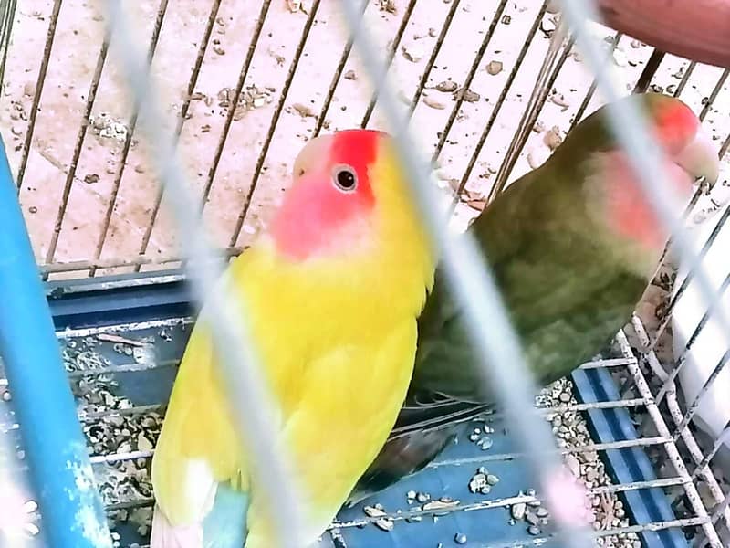 3 BEAUTIFUL RED EYE LOVE BIRD // BREEDER 3