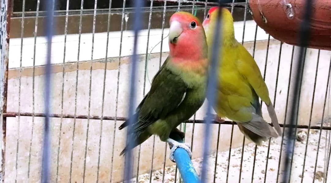 3 BEAUTIFUL RED EYE LOVE BIRD // BREEDER 4