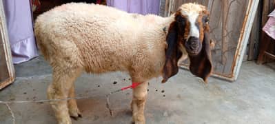 Desi chatra/ sheep