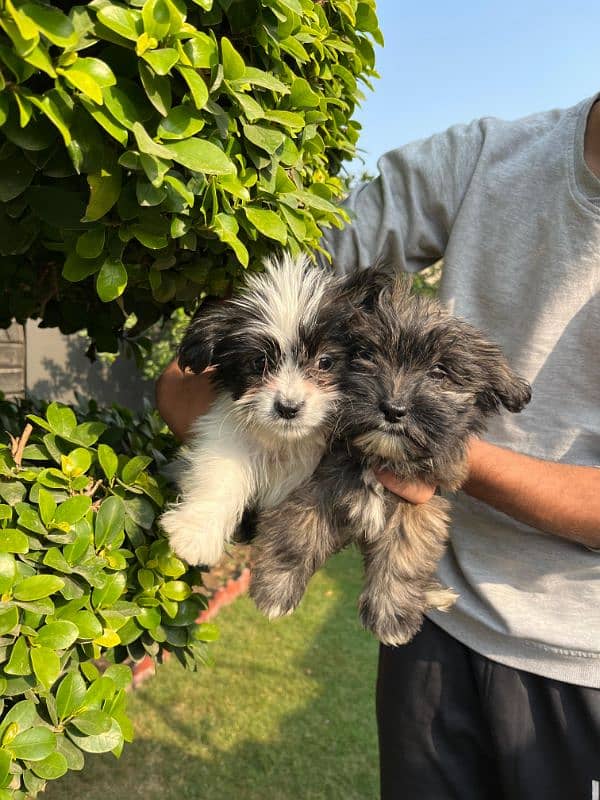 shihtzu puppies - 2.5 months 0