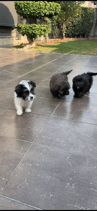 shihtzu puppies - 2.5 months 1