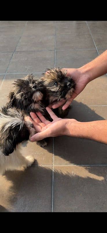 shihtzu puppies - 2.5 months 3