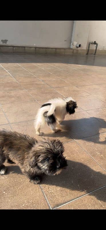 shihtzu puppies - 2.5 months 4