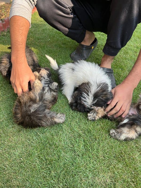 shihtzu puppies - 2.5 months 5