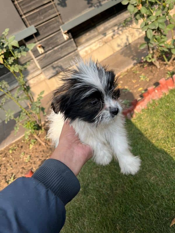 shihtzu puppies - 2.5 months 6