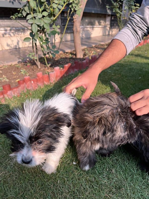 shihtzu puppies - 2.5 months 8