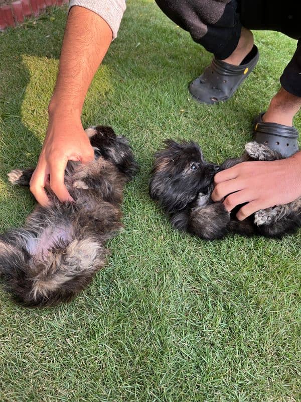 shihtzu puppies - 2.5 months 9