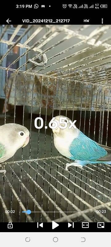 3 lovebirds breeder pair for sell 0