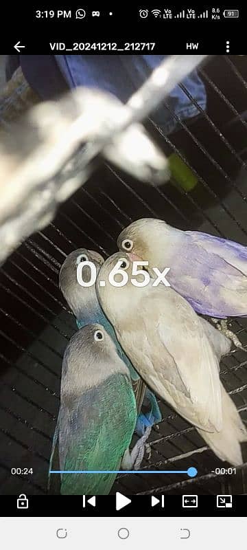 3 lovebirds breeder pair for sell 1