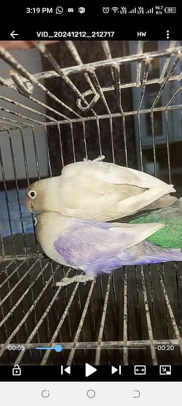 3 lovebirds breeder pair for sell 2