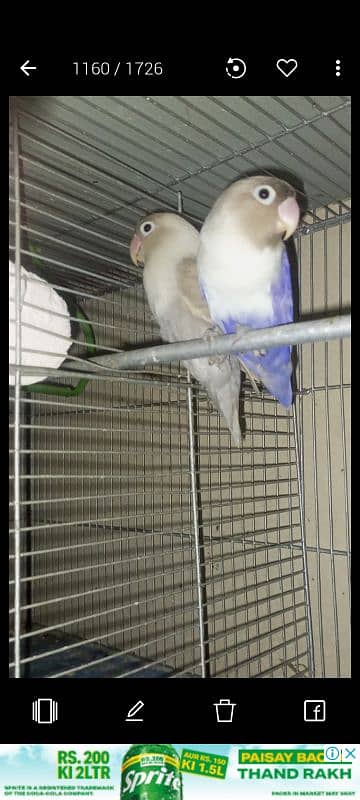 3 lovebirds breeder pair for sell 3