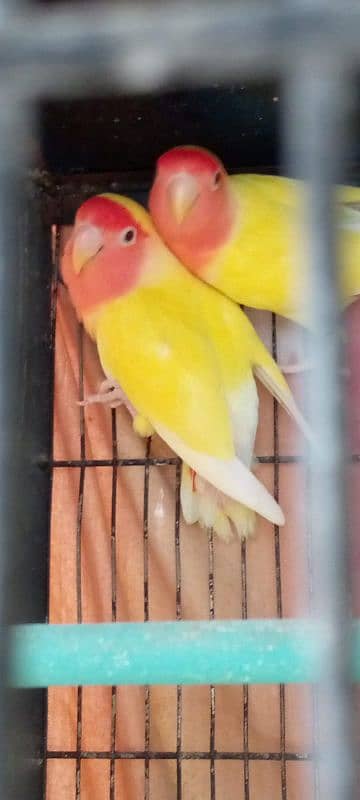 3 lovebirds breeder pair for sell 4