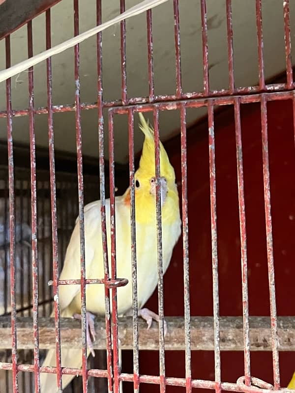 active parrots pair 0