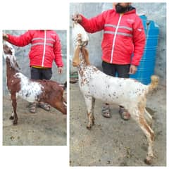 Ghaban | Goats | Bakri | Ghaban bakri | Ghaban Goat White goat |