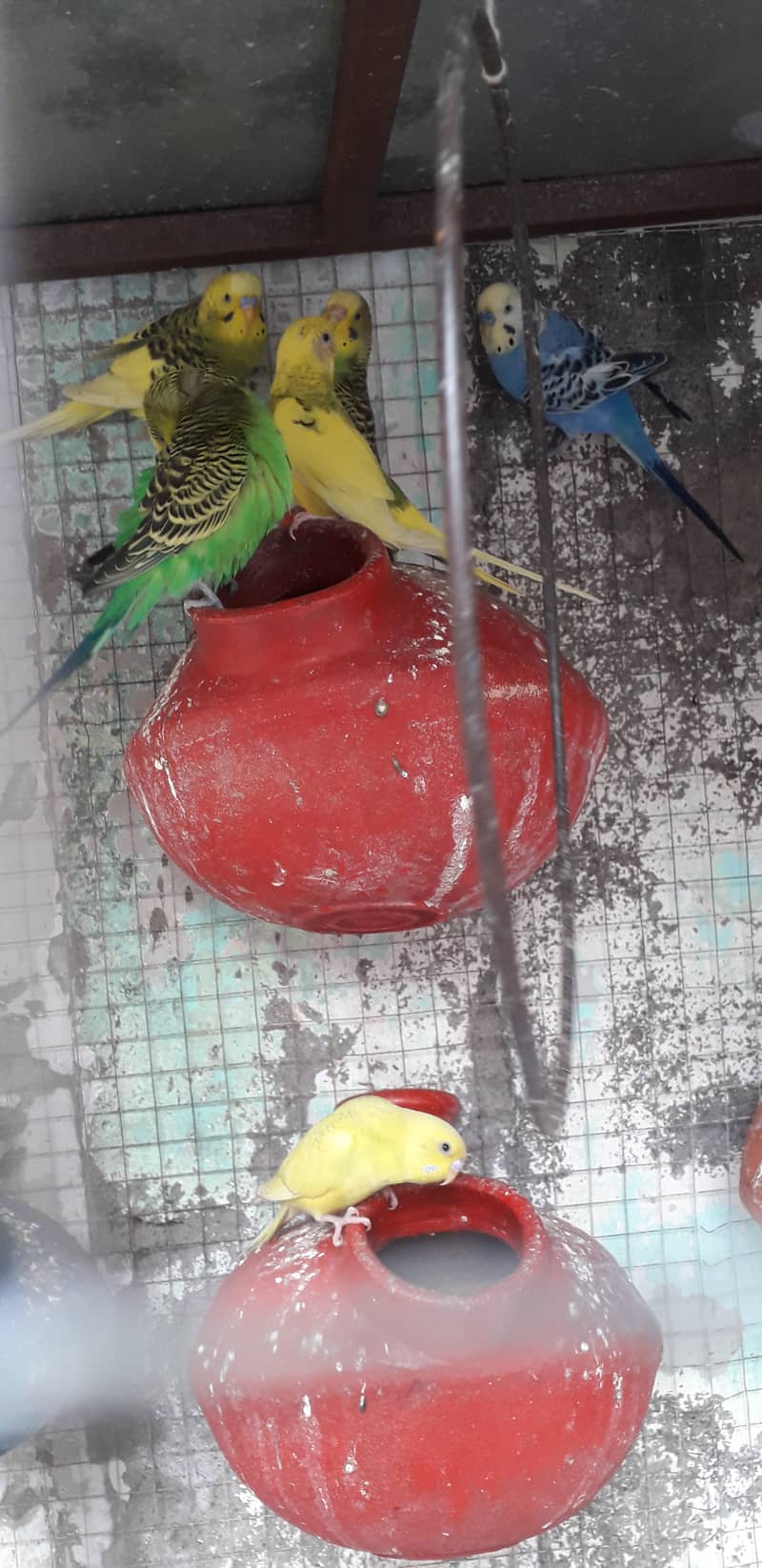 02 Breeder Pairs Budgie 2