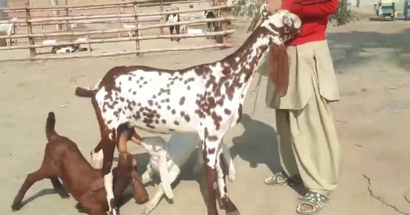 Makkah Chini Bakri Our 2 Bacchon Ka Sath For Sale Call me+03278290878 1