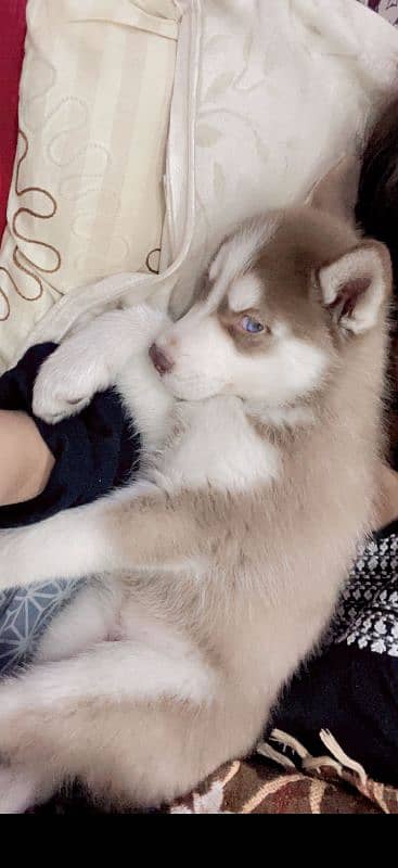 beautiful female Siberian brown husky with blue eyes 0