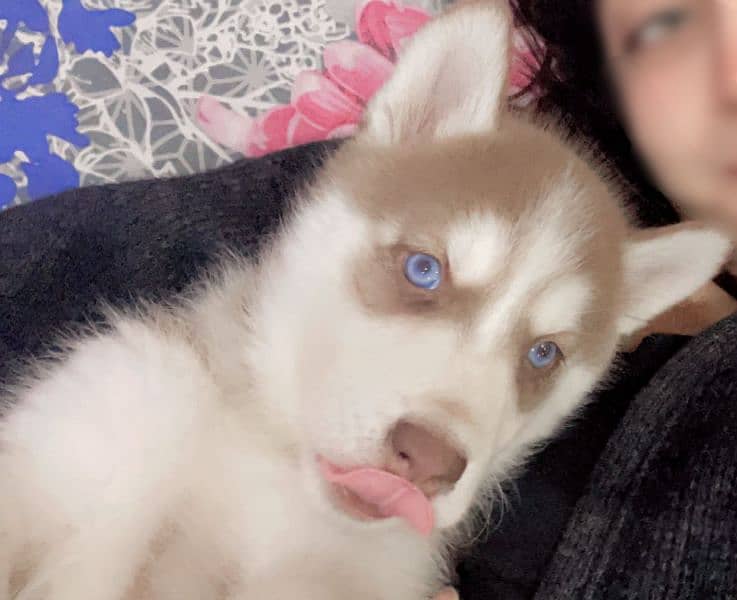 beautiful female Siberian brown husky with blue eyes 1