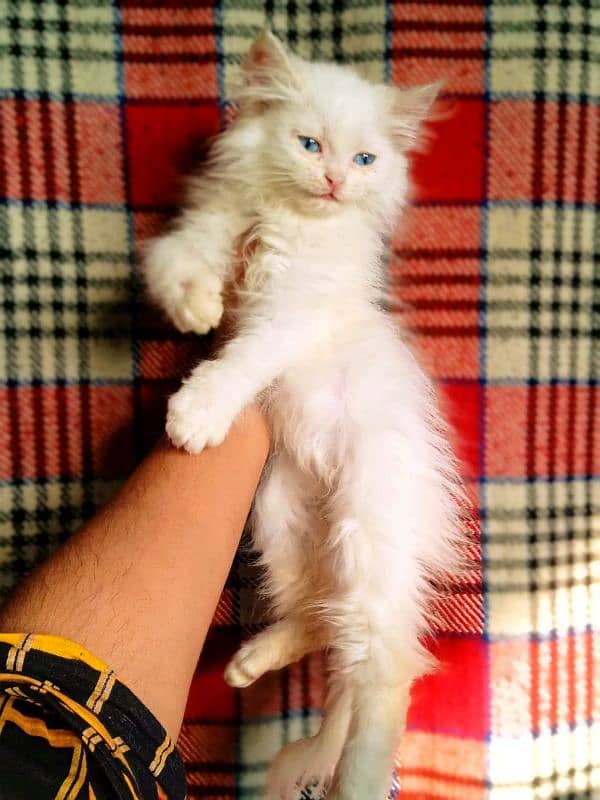 Persian Bhalo kittens  long coated 1