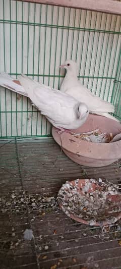 braiding pair pide dove for sale