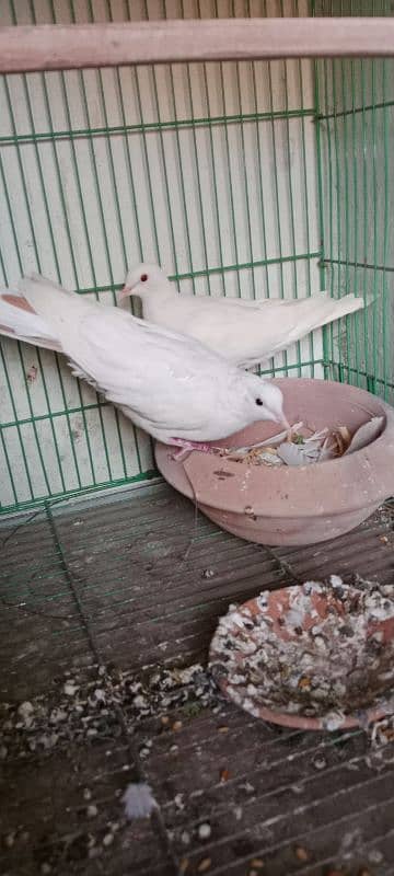 braiding pair pide dove for sale 1