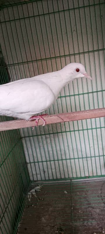 braiding pair pide dove for sale 3