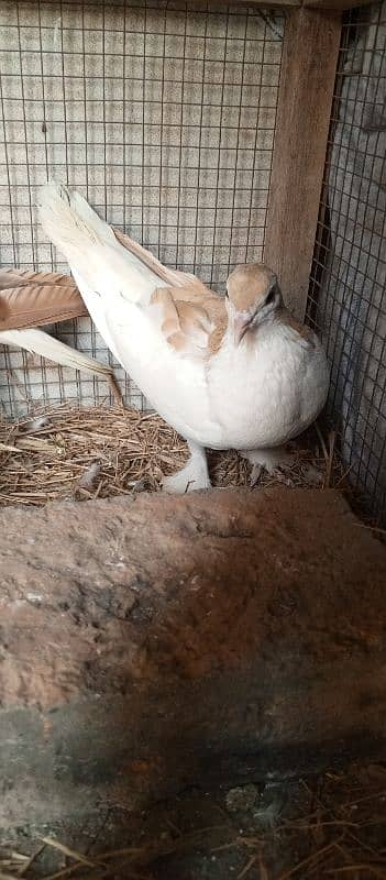 sherazi pigeon breeder pair for sale 1