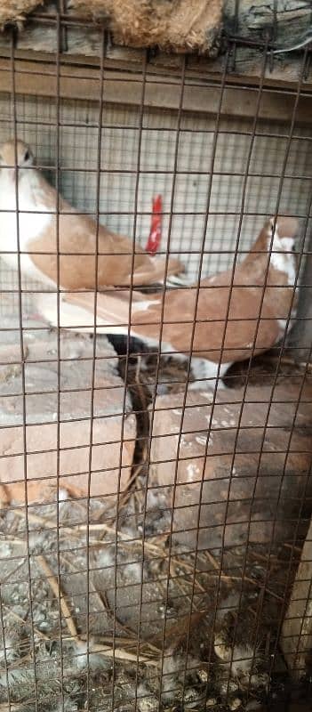 sherazi pigeon breeder pair for sale 2