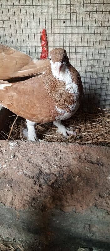 sherazi pigeon breeder pair for sale 3